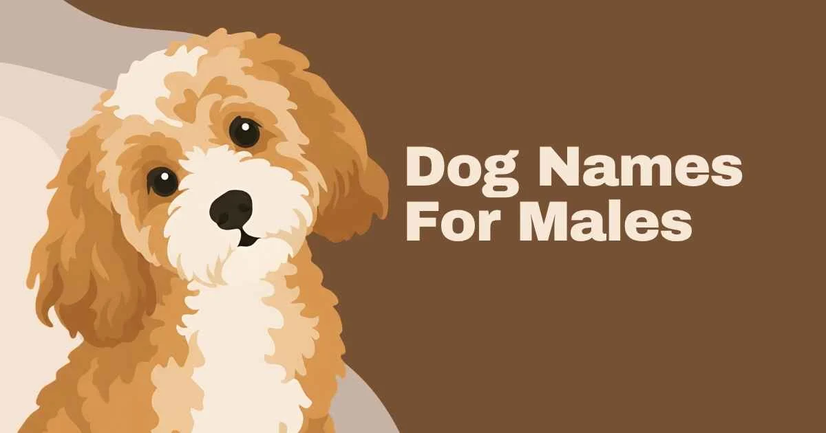 181+ Dog Names for Males: Strong, Cute, Unique, and Meaningful Ideas